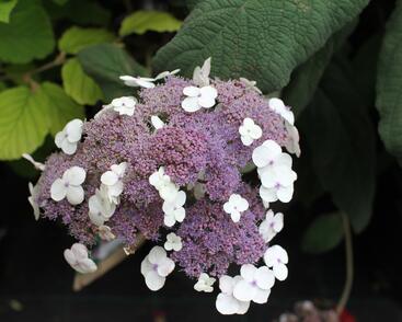 Hortenzie drsná 'Macrophylla'