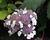 Hortenzie drsná 'Macrophylla'