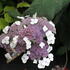 Hydrangea aspera 'Macrophylla'.JPG