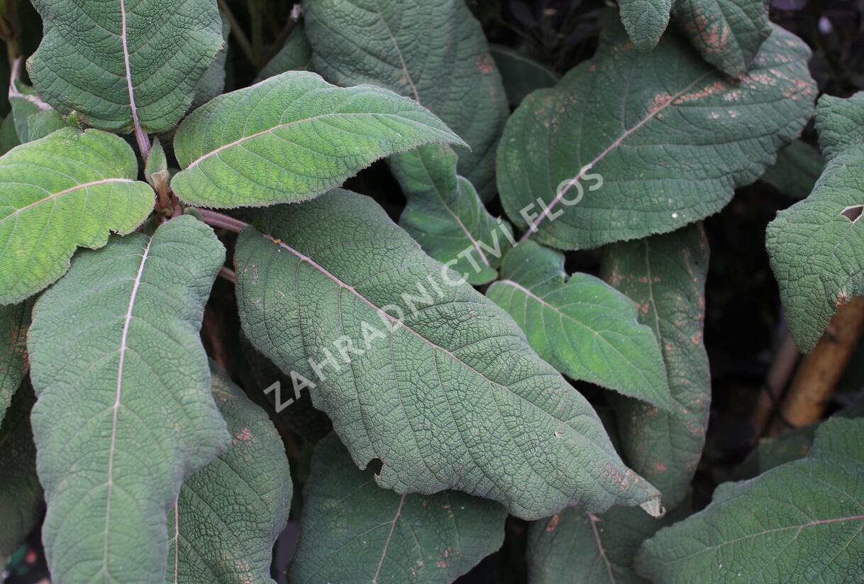 Hortenzie drsná 'Macrophylla' - Hydrangea aspera 'Macrophylla'