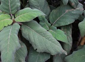 Hortenzie drsná 'Macrophylla' - Hydrangea aspera 'Macrophylla'