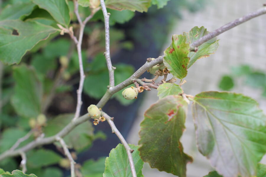Vilín 'Amethyst' - Hamamelis vernalis 'Amethyst'