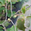 Vilín 'Amethyst' - Hamamelis vernalis 'Amethyst'