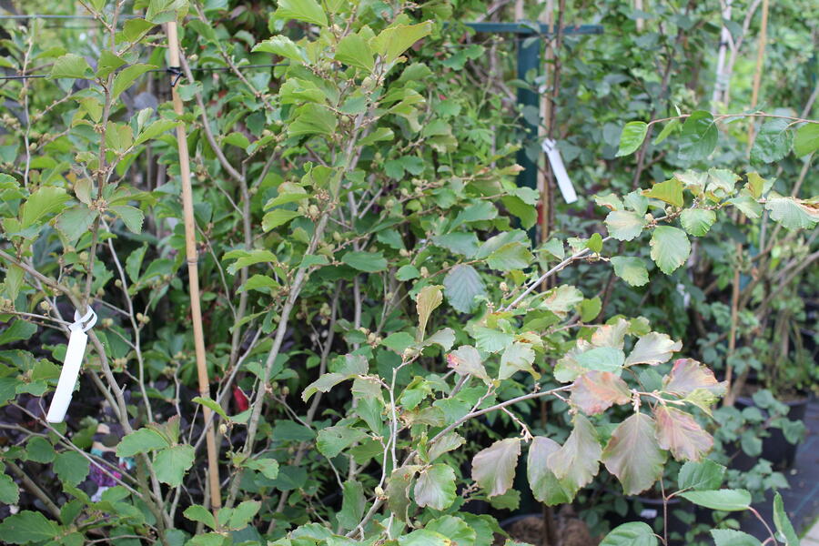 Vilín 'Amethyst' - Hamamelis vernalis 'Amethyst'