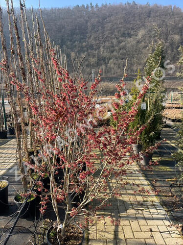 Vilín 'Amethyst' - Hamamelis vernalis 'Amethyst'