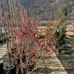 Vilín 'Amethyst' - Hamamelis vernalis 'Amethyst'