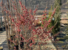 Vilín 'Amethyst' - Hamamelis vernalis 'Amethyst'