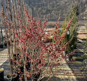 Vilín 'Amethyst' - Hamamelis vernalis 'Amethyst'