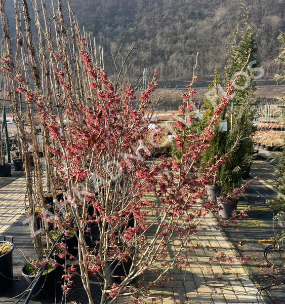 Vilín 'Amethyst' - Hamamelis vernalis 'Amethyst'