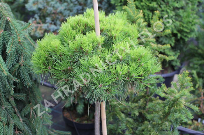 Borovice černá 'Bambino' - Pinus nigra 'Bambino'