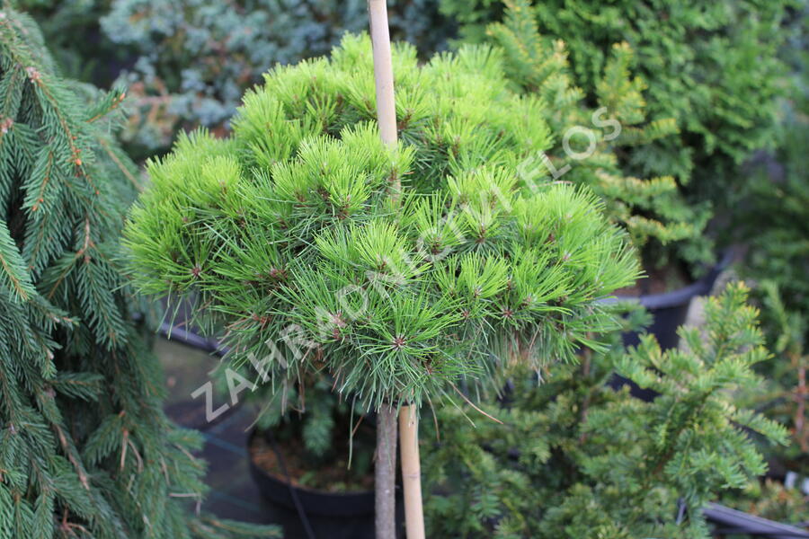 Borovice černá 'Bambino' - Pinus nigra 'Bambino'