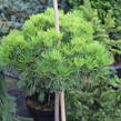 Borovice černá 'Bambino' - Pinus nigra 'Bambino'