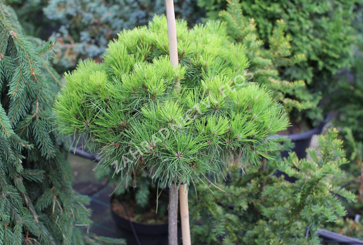 Borovice černá 'Bambino' - Pinus nigra 'Bambino'
