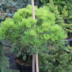 Borovice černá 'Bambino' - Pinus nigra 'Bambino'