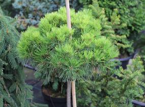 Borovice černá 'Bambino' - Pinus nigra 'Bambino'
