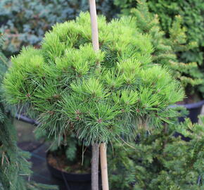Borovice černá 'Bambino' - Pinus nigra 'Bambino'