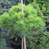 Pinus nigra 'Bambino'.JPG