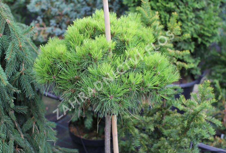 Borovice černá 'Bambino' - Pinus nigra 'Bambino'