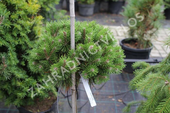Borovice kleč 'Benjamin' - Pinus mugo 'Benjamin'