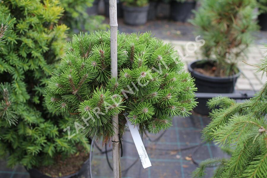 Borovice kleč 'Benjamin' - Pinus mugo 'Benjamin'