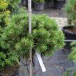 Borovice kleč 'Benjamin' - Pinus mugo 'Benjamin'