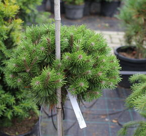 Borovice kleč 'Benjamin' - Pinus mugo 'Benjamin'