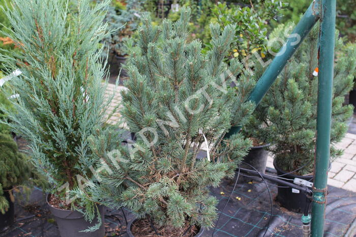 Borovice lesní 'Watereri' - Pinus sylvestris 'Watereri'