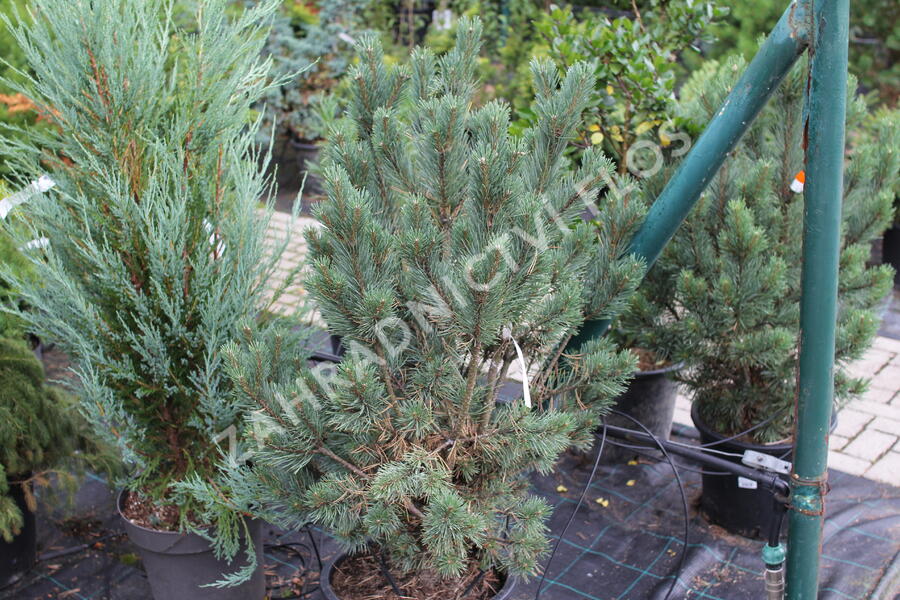 Borovice lesní 'Watereri' - Pinus sylvestris 'Watereri'