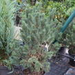 Borovice lesní 'Watereri' - Pinus sylvestris 'Watereri'