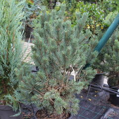 Borovice lesní 'Watereri' - Pinus sylvestris 'Watereri'