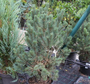 Borovice lesní 'Watereri' - Pinus sylvestris 'Watereri'