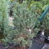 Pinus sylvestris 'Watereri'.JPG