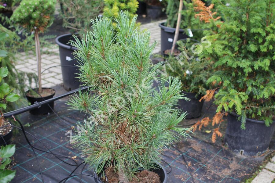 Borovice limba 'Sartori' - Pinus cembra 'Sartori'