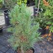 Borovice limba 'Sartori' - Pinus cembra 'Sartori'
