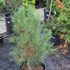 Borovice limba 'Sartori' - Pinus cembra 'Sartori'