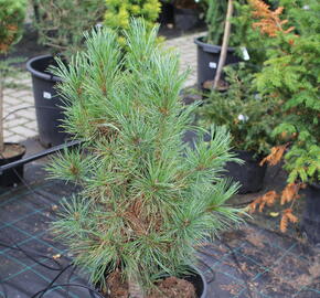 Borovice limba 'Sartori' - Pinus cembra 'Sartori'
