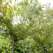 Višeň jedoská 'Moerheimii' - Prunus yedoensis 'Moerheimii'