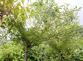 Višeň jedoská 'Moerheimii' - Prunus yedoensis 'Moerheimii'