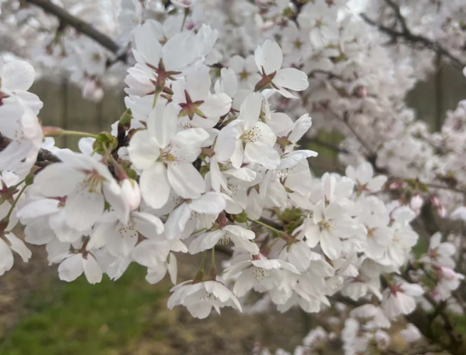 Višeň jedoská 'Moerheimii' - Prunus yedoensis 'Moerheimii'