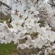 Višeň jedoská 'Moerheimii' - Prunus yedoensis 'Moerheimii'