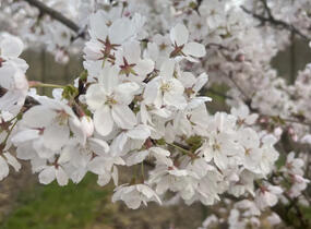 Višeň jedoská 'Moerheimii' - Prunus yedoensis 'Moerheimii'