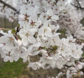 Višeň jedoská 'Moerheimii' - Prunus yedoensis 'Moerheimii'