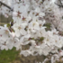 Prunus yedoensis 'Moerheimii'.png