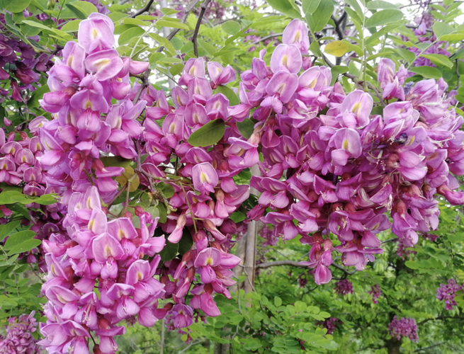 Akát 'Georgia da Torino' - Robinia x margaretta 'Georgia da Torino'
