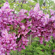 Akát 'Georgia da Torino' - Robinia x margaretta 'Georgia da Torino'