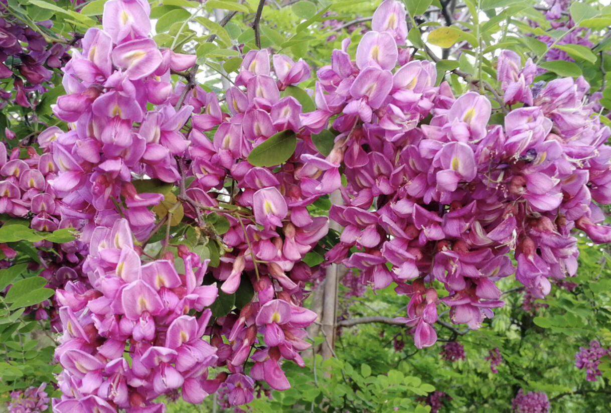 Trnovník margaretta 'Georgia da Torino' - Robinia x margaretta 'Georgia da Torino'