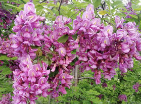 Trnovník margaretta 'Georgia da Torino' - Robinia x margaretta 'Georgia da Torino'