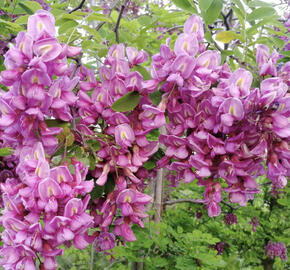 Trnovník margaretta 'Georgia da Torino'