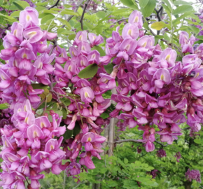 Akát 'Georgia da Torino' - Robinia x margaretta 'Georgia da Torino'