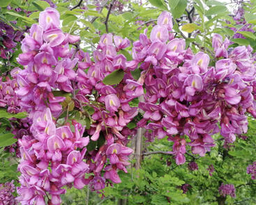 Trnovník margaretta 'Georgia da Torino'